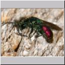 Chrysis ignita - Goldwespe 06a.jpg